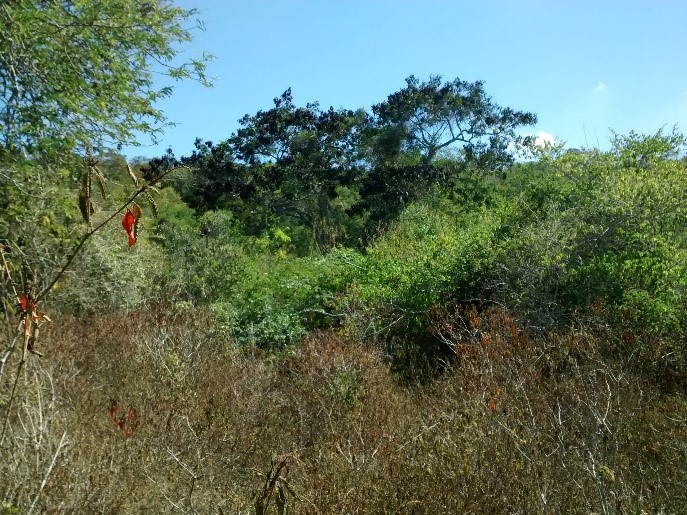 Floresta Estacional Semidecídua degradada